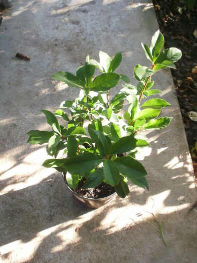 Photinia - Plante II