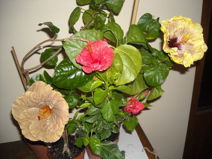 Hibiscus grup