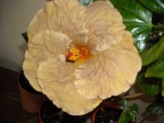 Topaz Glory