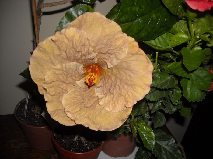 Topaz Glory