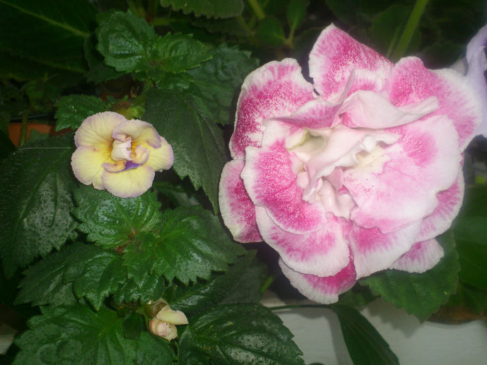 DSC_2520 - Flori 2013