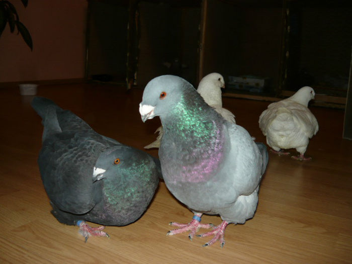 aceiasi - Porumbei americani achizitionati in 2013