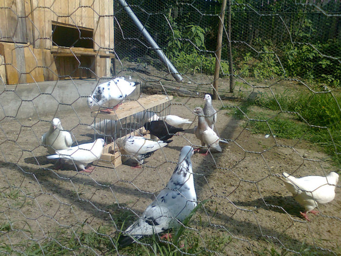 Fotografie0724 - Porumbei americani achizitionati in 2013