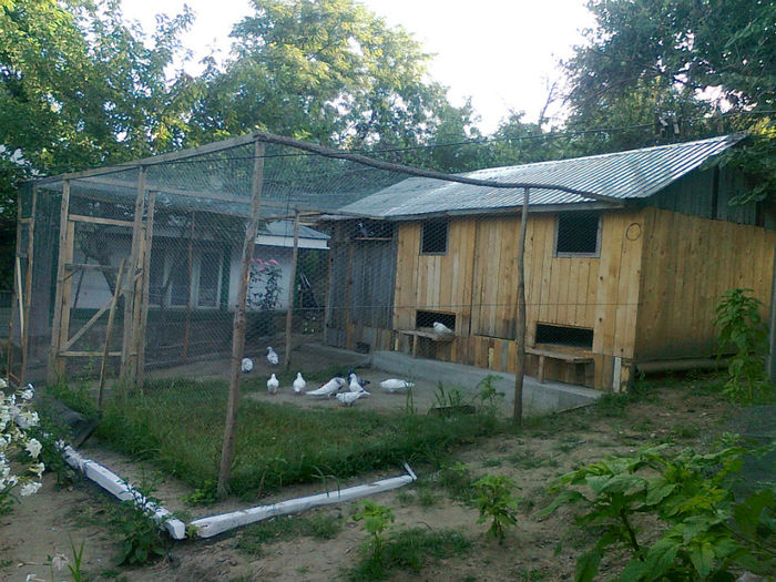 CRESCATORIIA MEA - Porumbei americani achizitionati in 2013