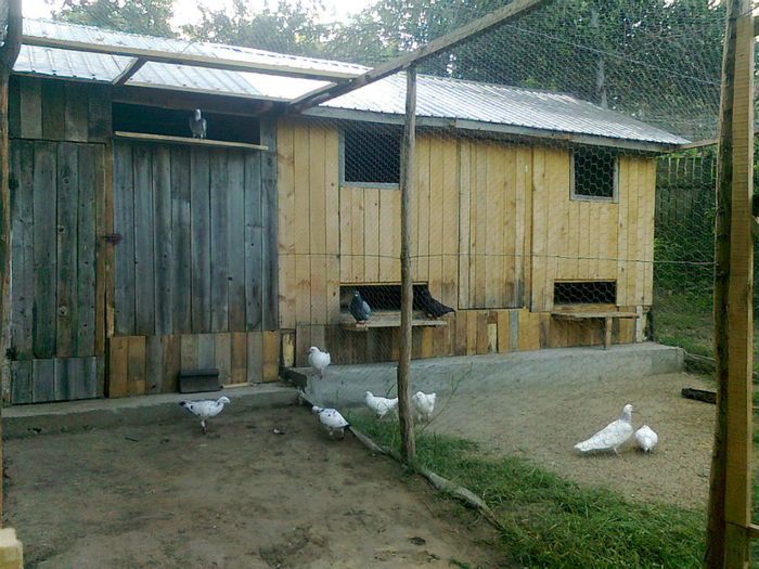 Fotografie0749 - Porumbei americani achizitionati in 2013