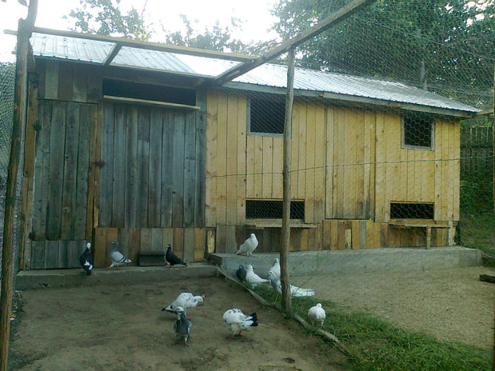 IN TARC - Porumbei americani achizitionati in 2013