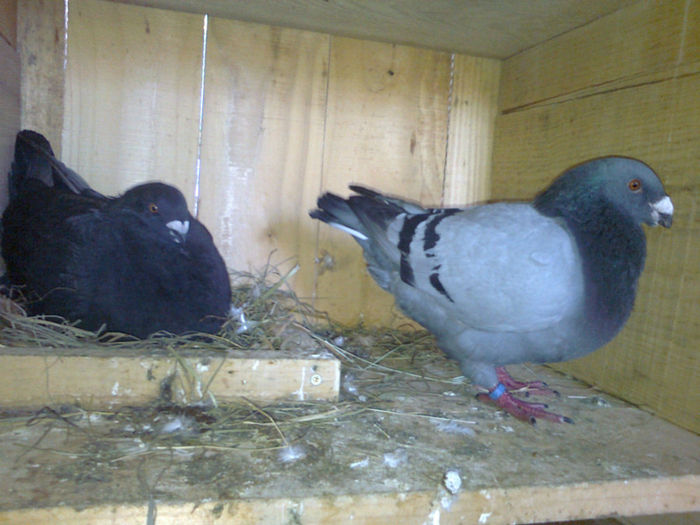 PERECHE - Porumbei americani achizitionati in 2013