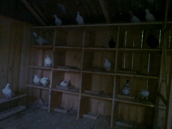 Fotografie0726 - Porumbei americani achizitionati in 2013