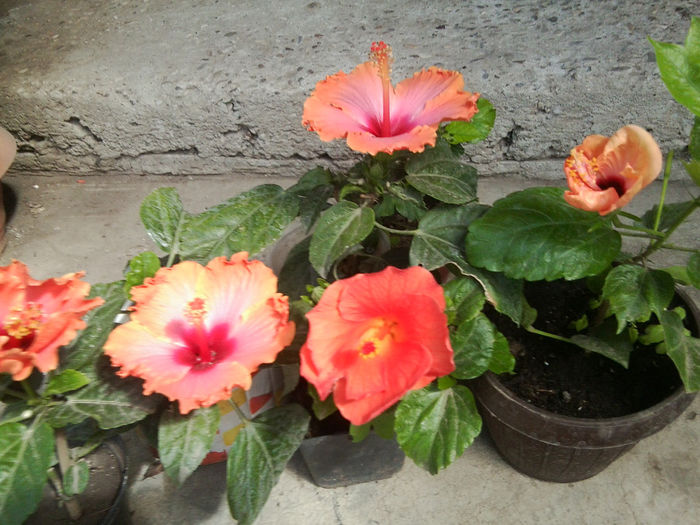 Fotografie6580 - hibiscusi 2013-3