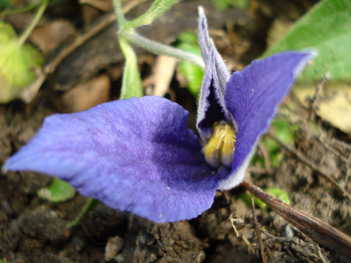 C. integrifolia Durandii - Clematis 2013