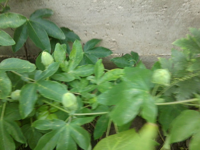 4-5 m - pasiflore -soiuri ----2012