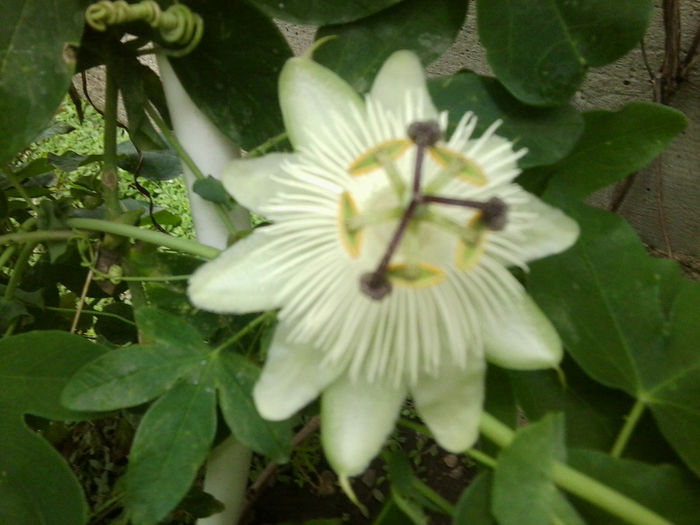 white weeding - pasiflore -soiuri ----2012