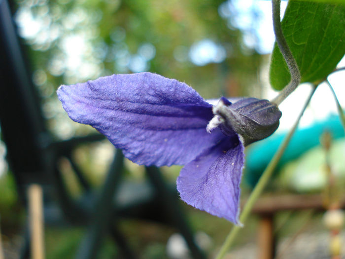 DSC02045 - Clematis 2013