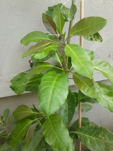 solandra maxima - solanaceae