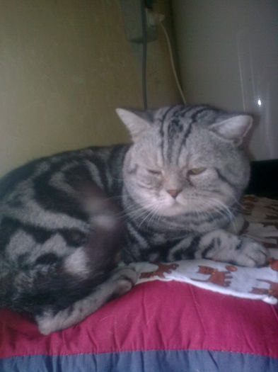 British shorthair; Arci
