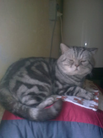 British Shorthair; Arci

