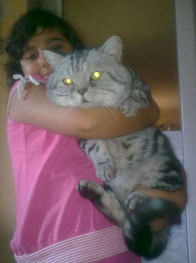 British Shorthair; Arci
