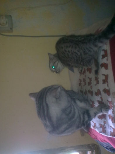 British Shorthair; Arci si Odin
