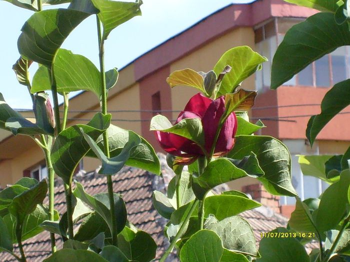 Magnolia Genie-vara 2013