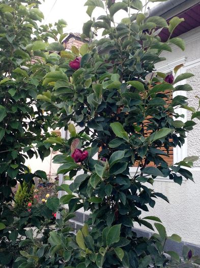 Magnolia Genie-vara 2013