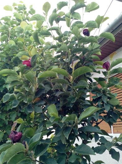 Magnolia Genie-vara 2013