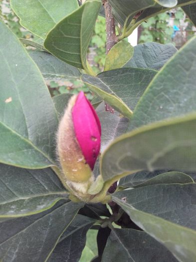 Magnolia Genie-vara 2013 - Magnolia GENIE -evolutie 2010