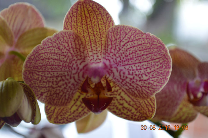 DSC_0039 (2)
