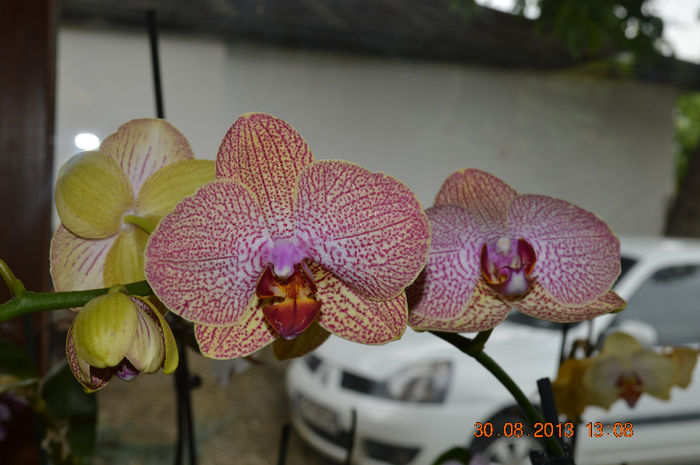 DSC_0040 (2)