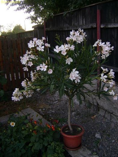 DSC00852 - Alsace- Bianco rosato