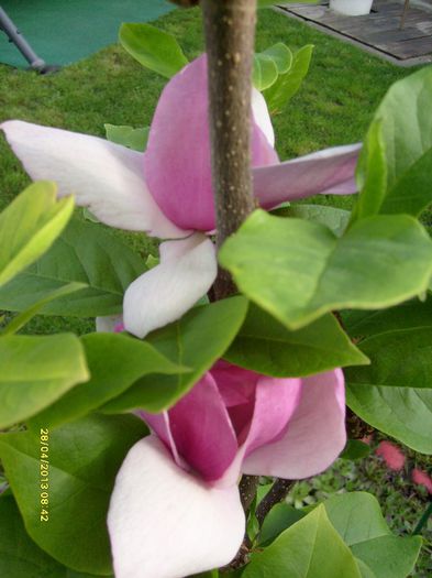 Magnolia Cleopatra-2013