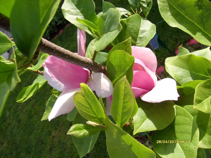 Magnolia Cleopatra-2013 - Magnolia CLEOPATRA -evolutie 2012
