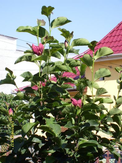 Magnolia Genie-vara 2013