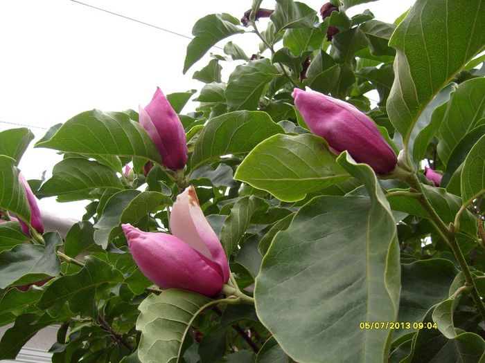 M.Soulangiana Rustica Rubra-2013