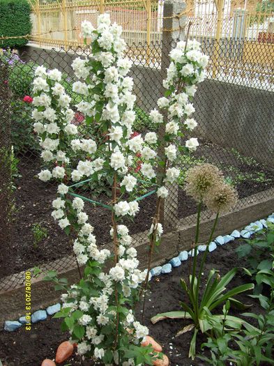 iasomie batucita - Florile din gradina casei-2010-2011