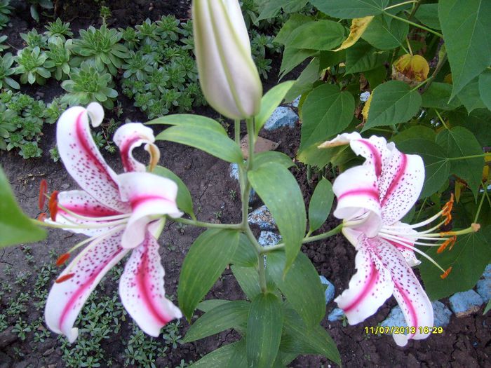 crin dizzy; ultra parfumat
