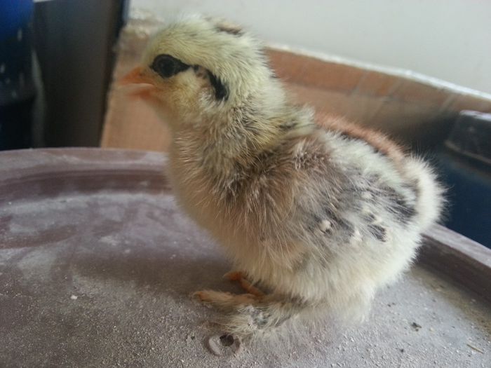 cochinchina pitic albastru + mii de flori argintiu