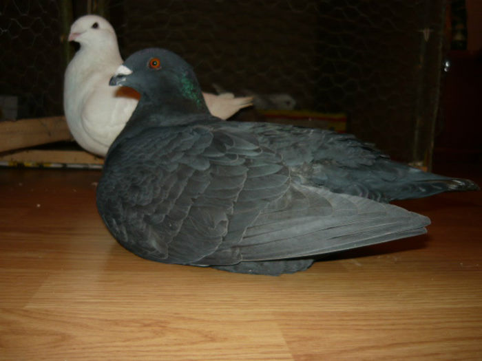 fete amandoua - Porumbei americani achizitionati in 2013
