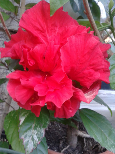 20130816_181201 - hibiscus 2013