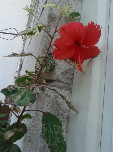 20130816_181233 - hibiscus 2013