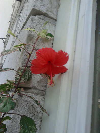 20130816_181240 - hibiscus 2013