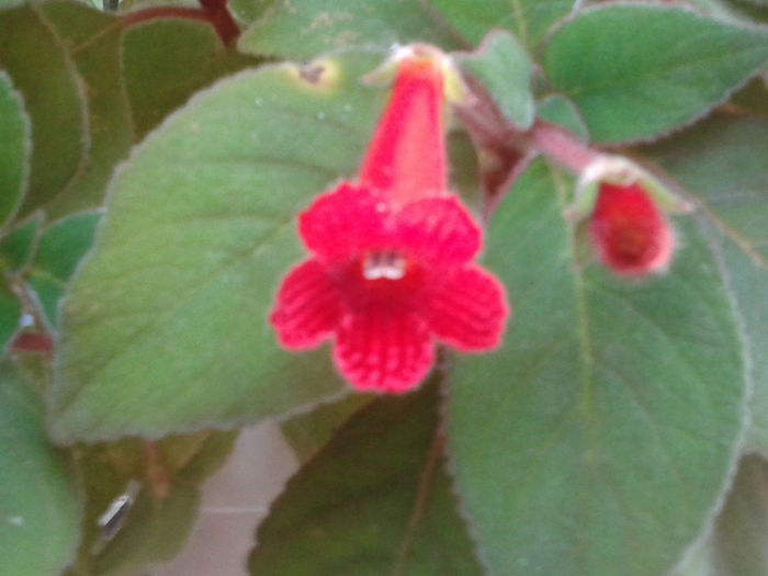 20130816_181416 - kohleria 2013