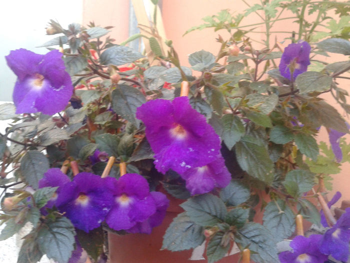 20130826_183149 - achimenes 2013