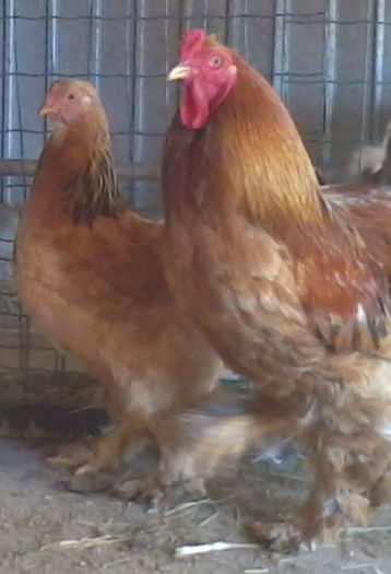 A3 - pasari