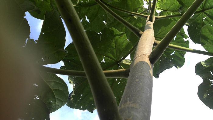 2013-08-25_09-34-25_54 - Paulownia Anul-1