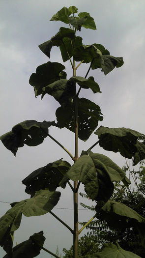 2013-08-25_09-34-58_789 - Paulownia Anul-1