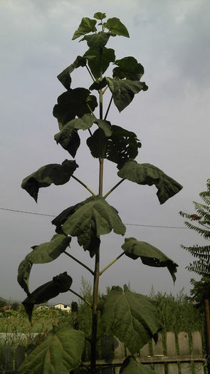 2013-08-25_09-35-07_804; Paulownia Tomentosa
