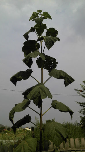 2013-08-25_09-35-13_379; Paulownia Tomentosa
