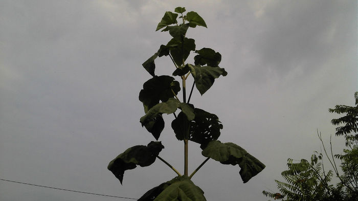 2013-08-25_09-35-19_632; Paulownia Tomentosa
