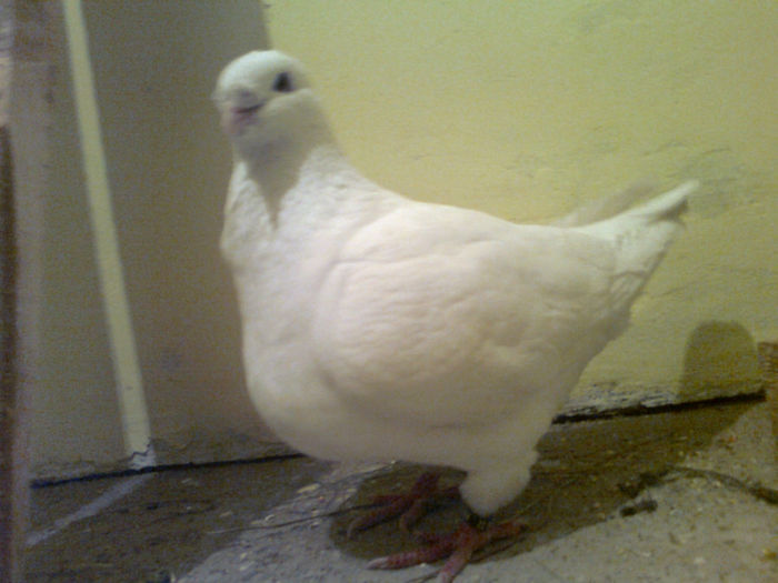 F 0267 - Porumbei americani achizitionati in 2013
