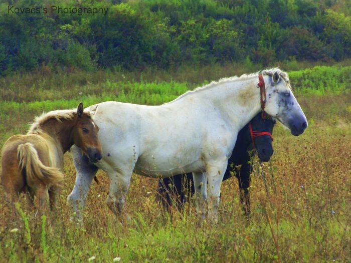 DSC07664 - Fotografii cu cai din Romania